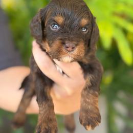 Ember - Chocolate male Cavapoo puppy in Millersburg, Ohio from T Sanctum