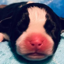 American Staffordshire Terrier Puppies from Angel Moon Terriers