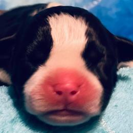American Staffordshire Terrier Puppies from Angel Moon Terriers