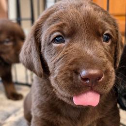 Espresso - Chocolate male Labrador Retriever puppy in Hurricane, Utah from Mahmen's Meadow Retrievers