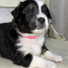Ginger BTF - Black tri female Miniature Australian Shepherd puppy in Minden, Louisiana from Ironwood Creek