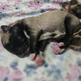 Anatolian Shepherd Dog Puppies from Florida Anatolian Shepherds