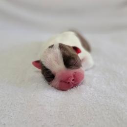 Boston Terrier Puppies from White Valley Boston Terriers