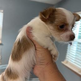 Girl 2 - Chocolate, tan and white female Yorkshire Terrier puppy in Knoxville, Tennessee from Little Yorkie Company
