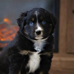 Nitro - Miniature Australian Shepherd puppy in Menomonee Falls, Wisconsin from Hunt N Oaks