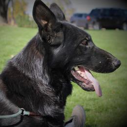 Jazzy - German Shepherd