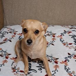Chihuahua All Grown Up from Restoration Pups /Penni