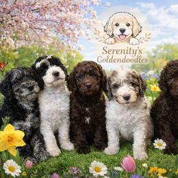 Goldendoodle Puppies from Serenity Goldendoodles