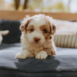 Aussiedoodle Puppies from Aunt Mae’s Doodles