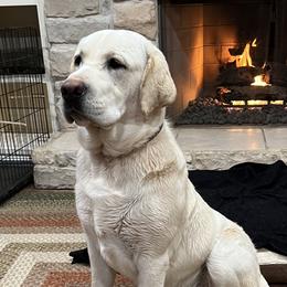 RANGER - Labrador Retriever