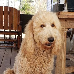 Doodlebug - Goldendoodle
