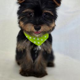 Lola's boy Reduced for Vday - Black and tan male Yorkshire Terrier puppy in Aiken, South Carolina from Sio's Yorkies