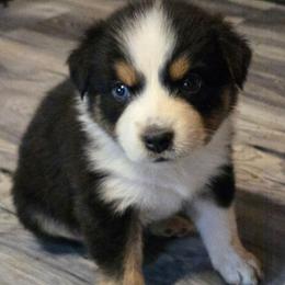 Ella - Black tri female Miniature Australian Shepherd puppy in Crestline, California from Haugen's Minis