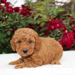 Lilly- AKC Mini Poodle in NC - Apricot female Poodle puppy in Stokesdale, North Carolina from His and Hers Poodles and Doodles