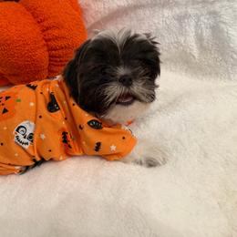 Buddy - Blue and white male Shih Tzu puppy in Cordova, Tennessee from TrueLine kennels