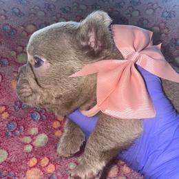 Light Pink Bow - Liver female French Bulldog puppy in Hodges, South Carolina from Southern Standard Bulldogs