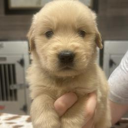 Black Boy - Golden male Golden Retriever puppy in Sarasota, Florida from Chevaline Goldens