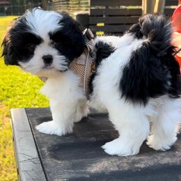 Shih Tzu Puppies from Precious to the world Shih Tzu’s