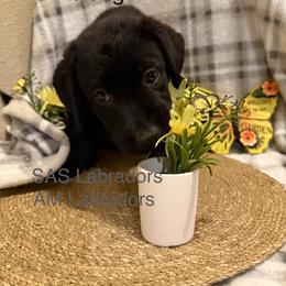 Violet - Black female Labrador Retriever puppy in Wittmann, Arizona from AM Labradors