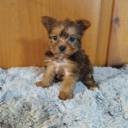 Eric - Gold male Yorkshire Terrier puppy in Terrell, Texas from Ashley Nicole Ranch