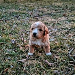 Goldendoodle Puppies from Southern Star Goldendoodles