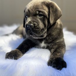 Purple - Gray brindle female Cane Corso puppy in Pollock Pines, California from Capitol City Cane Corso