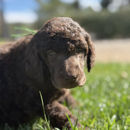 Muffin - Green Collar - Brown male Poodle puppy in Hesperia, California from HD Poodles