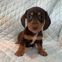 Boy 1 - Chocolate male Dachshund puppy in Galax, Virginia from Dells  Dachshund’s