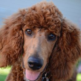 Poodles from Red Door Poodles