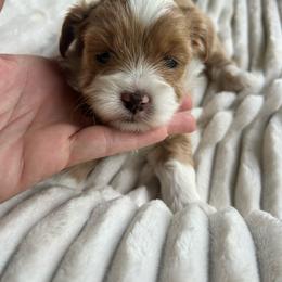 Havapoo puppies from West Cobb Dogs