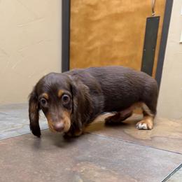 Brute - Chocolate and tan male Dachshund puppy in Irving, Texas from DFW Dachshunds by G & S