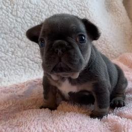 Zizi - Tricolors female French Bulldog puppy in South Gate, California from Creations G Bulldogs