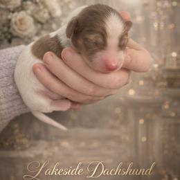Charm - Chocolate and cream male Dachshund puppy in Statesville, North Carolina from Lakeside Dachshunds