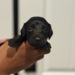 Enzo - Black male Dachshund puppy in Surprise, Arizona from D&C Royal Dachshunds LLC