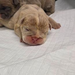 Girl 4 - Lilac tri-color female Bulldog puppy in Lewisberry, Pennsylvania from Salted Rim Corgis