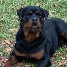 Rottweilers from Dark Waters Rottweilers