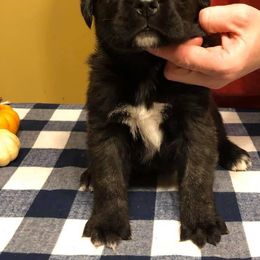 Cane Corso Puppies from Reliance Cane Corso