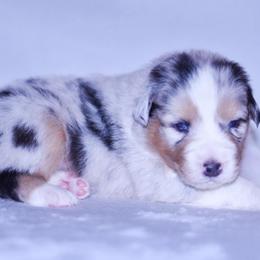 Cora - Blue merle female Australian Shepherd puppy in Easton, Missouri from MMA Kennel