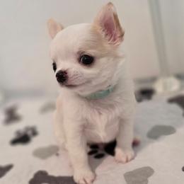 Chewie - Cream and white male Chihuahua puppy in Jacksonville, Florida from Precious Paws of Florida - Chihuahuas