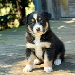 Lindy - Black & white female Australian Shepherd puppy in Statesville, North Carolina from Charming Australian Shepherds