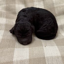 Lulu - Black female Labradoodle puppy in Bruceton Mills, West Virginia from Adonai Ra'ah Farms