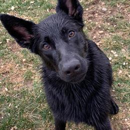 German Shepherd All Grown Up from Haus Heckfeuer