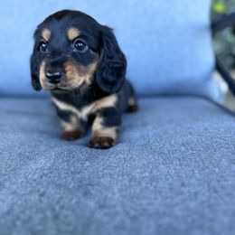 Dachshund Puppies from Cotton Hill Dachshunds