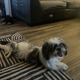 Shih Tzu All Grown Up from Becca Wilde