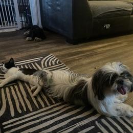 Shih Tzu All Grown Up from Becca Wilde