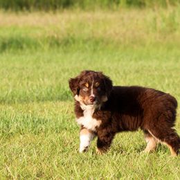 Australian Shepherd Puppies from Forte Australian Shepherds & Co.