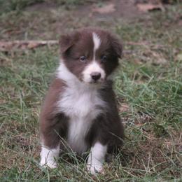 Border Collie, English Setter, and Miniature American Shepherd Puppies from First Harmony Farms