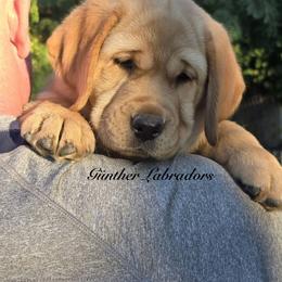 Skittles - Yellow female Labrador Retriever puppy in Utah County, Utah from Günther Labradors