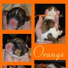 Cavatzu Puppies from Pulley Puppies