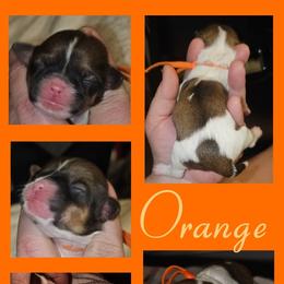 Cavatzu Puppies from Pulley Puppies
